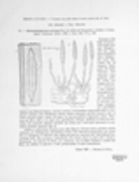 Exserohilum turcicum image